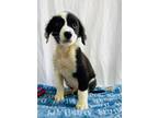 Adopt Corlys a Border Collie
