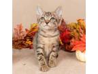Adopt Florian a Domestic Short Hair