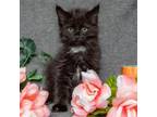 Adopt Linuz a Domestic Long Hair