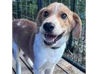 Adopt Dublin a Labrador Retriever, Mixed Breed