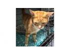Adopt Percy 2024 a American Shorthair