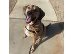 Adopt Bear a Hound, Mixed Breed