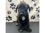Adopt Walker a Labrador Retriever, Pit Bull Terrier