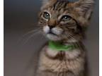Adopt Dipsy a Domestic Short Hair