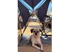 Adopt Sheldon a Pug
