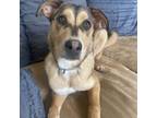 Adopt Bulma a Husky, Shepherd