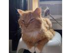 Adopt Titan a Domestic Long Hair