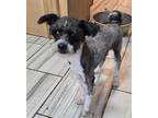 Adopt Tiger a Poodle