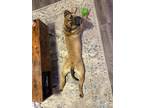 Adopt Echo a Mastiff