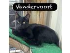 Adopt Vandervoort a Domestic Short Hair