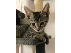 Adopt George and Bob a Domestic Short Hair