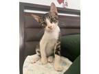 Adopt Bob and George a Domestic Short Hair