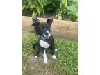 Adopt MJ a Labrador Retriever
