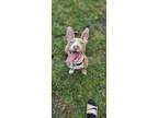Adopt Loki a Pit Bull Terrier