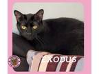 Adopt Exodus a Domestic Short Hair
