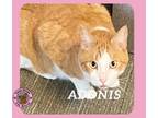 Adopt Adonis a Domestic Short Hair