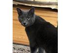 Adopt Isaac a Domestic Short Hair