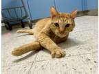 Adopt Mr. Sweetie-kchs a Domestic Short Hair