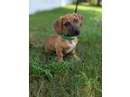 Adopt Rusty a Beagle, Basset Hound