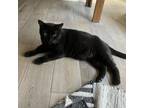 Adopt Borris a Domestic Short Hair