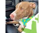 Adopt Buster a Pit Bull Terrier