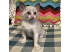 Adopt Beaux a Domestic Short Hair, Siamese