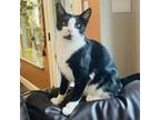 Adopt Casper a Domestic Short Hair