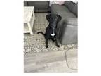 Adopt clover/cooper a German Shepherd Dog, Labrador Retriever