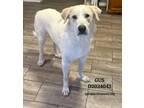 Adopt Gus a Great Pyrenees, Mixed Breed