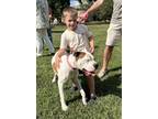 Adopt Petey a Boxer