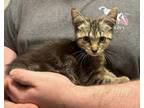 Adopt Cedar a Domestic Short Hair