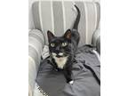 Adopt Thomas a Domestic Short Hair