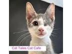 Adopt Ronald a Domestic Short Hair