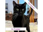 Adopt Max a Domestic Short Hair