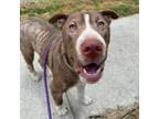 Adopt Philbert a American Staffordshire Terrier, Mixed Breed