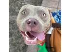 Adopt Chevy a American Staffordshire Terrier, Mixed Breed