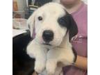 Adopt Dexter a Labrador Retriever