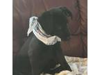Adopt Ranch a Mixed Breed