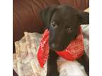 Adopt Mustard a Mixed Breed