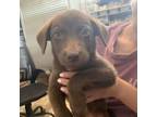 Adopt Brahman a Chocolate Labrador Retriever