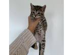 Adopt Anakin a Domestic Short Hair