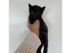 Adopt Luke a Domestic Short Hair