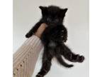 Adopt Obiwan a Domestic Short Hair