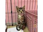 Adopt Brownie a Domestic Short Hair