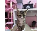 Adopt Siracha a Domestic Long Hair