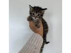 Adopt Yoda a Domestic Short Hair
