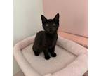 Adopt Ferris a Domestic Short Hair