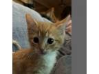 Adopt Cake Pop a Domestic Short Hair