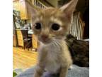 Adopt Icing a Domestic Short Hair