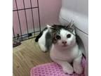 Adopt Prince Charles a Domestic Short Hair